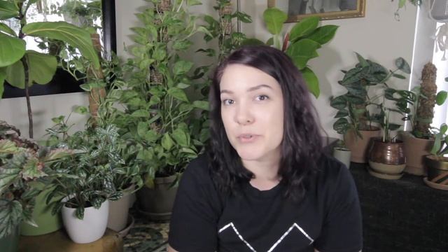 PILEA CADIEREI ALUMINUM PLANT | Basic plant care guide смотреть онлайн