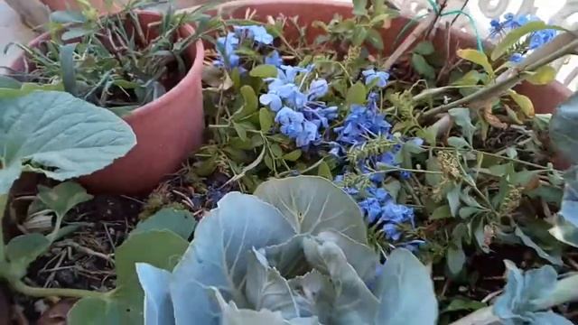 Капуста из кочерыжки. простой способ. бюджетный способ. что в моем огороде. смотреть онлайн