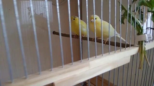 Одуванчик для канареек ( обзор наших птиц). смотреть онлайн