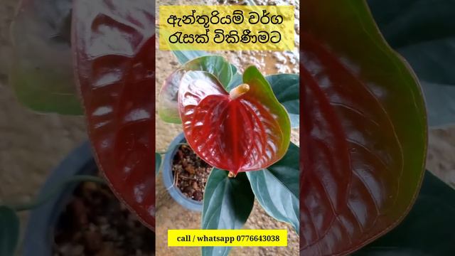 ඒ දුඹුරු පාට 😍🤩 beautiful anthurium | brown colour #anthuriumplant #anthuriumflowers #anthurium