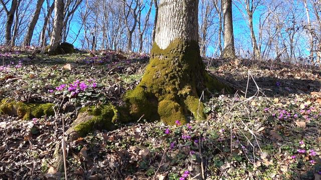 ПЧЕЛИНАЯ ПЫЛЬЦА. ЛЕЧЕБНЫЕ СВОЙСТВА. Малахов.