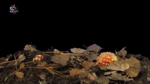 Запрещенная энергия.