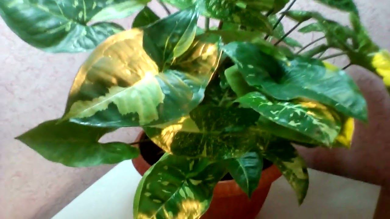 Секрет Панды 2  Глубинный разбор #продажинаааито #цветыастрахань