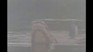 Алькор Крокодилам весело