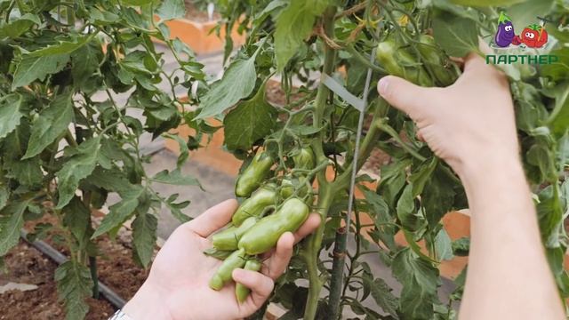 СУПЕР СОРТ - БАНАНОВЫЕ НОГИ ОШАРАШИЛ УРОЖАЕМ! смотреть онлайн