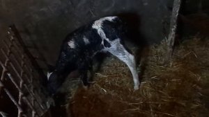 Первые шаги новорожденного теленка )