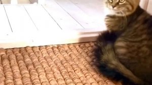 Просто! Как сделать 5 стильных ковриков для дома из ненужных вещей своими руками