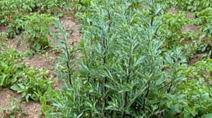 Без женщин, жизни-нет!