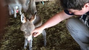 Маленький ослик жил вместе с собаками и теперь является одной из них. посмотри на это.