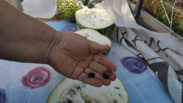 ФИЦЕФАЛИЯ СОЗРЕЛА В НОЯБРЕ. Посмотрите как ее лопает кот,он что зря ест не будет смотреть онлайн