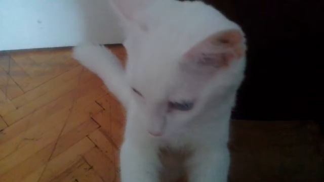 Мейкун играется