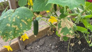 Октябрь. Огурцы сорт Picolino F1 для позднего посева в теплице. Cucumbers in greenhouse. October