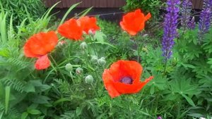 Выращивание и уход за Многолетним Маком.