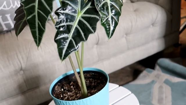 ALOCASIA AMAZONICA - POLLY CARE смотреть онлайн