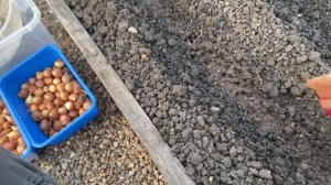 ЛУК вырастет крупный, всего 3 ВАЖНЫХ правила при посадке!