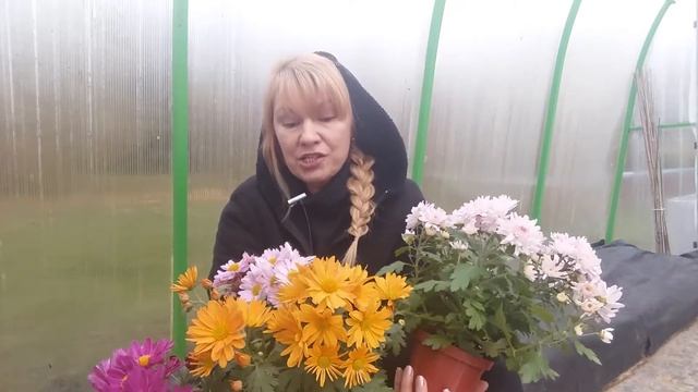 Хризантема мультифлора. смотреть онлайн