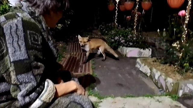 (603) Лиса приходит в гости. Сентябрь 2023 смотреть онлайн