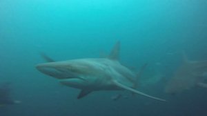 Baited shark dive on Protea Banks, South Africa