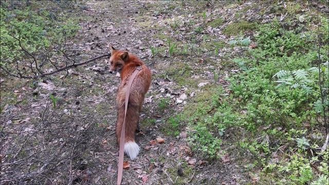 Путешествие с лисой ? Лиса Василиса в Полесье