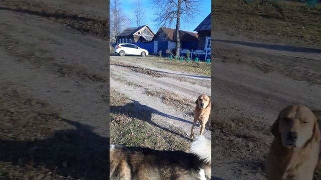 Отос, поменял место жительства 2ч.