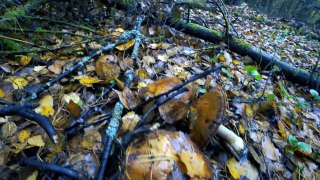Mushroom Pickers Were Shocked And Did Not Expect To Find So Many Different Mushrooms At This Time. смотреть онлайн