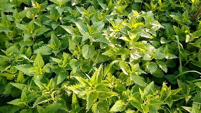 Подкормка для томатов из крапивы . Супер просто смотреть онлайн