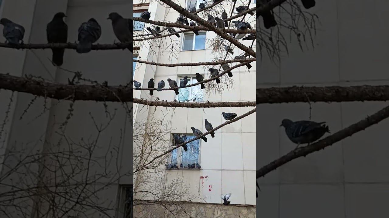 собрание голубей смотреть онлайн