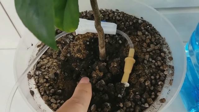 5 ДЕЙСТВЕННЫХ СПОСОБОВ как оставить растения на время отпуска? Результаты эксперимента! смотреть онлайн