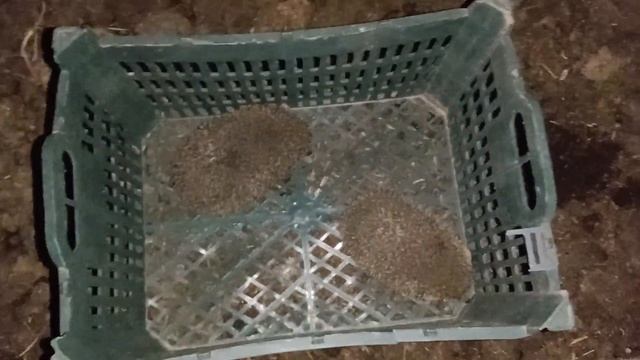 ОСТОРОЖНО?Ёжики?ЛЮБЯТ КК ЧЕРВЕЙ??,ПОЙМАЛ С ПО ЛИЧНО.#биогумус #черви #земля #бизнес #тараз #гумус смотреть онлайн