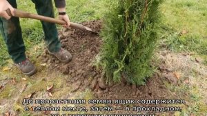 Туя Голден Смарагд: описание, посадка и уход