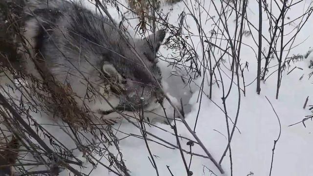 Зимний лес, снег и хаски..Winter forest,snow and huskies🐺 смотреть онлайн