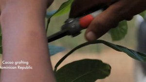 Grafting cacao plants in La Magdalena