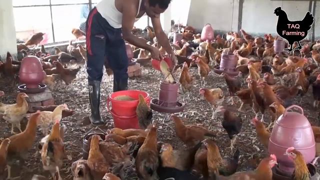 11 Secret Tips For Chicken Farming in Urdu смотреть онлайн