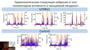 Синтетическая нейробиология: как при помощи генетической инженерии управлять мозгом?