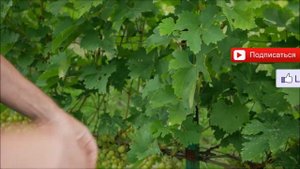 Сорт винограда Юбилей Трофимова. ? Описание сорта винограда Юбилей Трофимова.