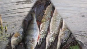 Рыбалка в Тишанке