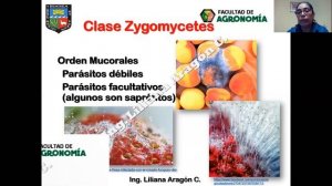 Zygomycota