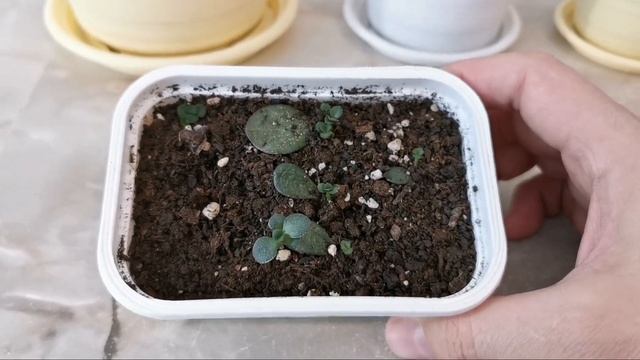 Денежное дерево (толстянка). Крассула Овата Минор.