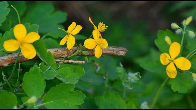 ЦВЕТЫ ?Названия цветов Полевые цветы Садовые цветы Комнатные цветы Как смотреть онлайн
