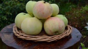 Грушовка ранняя