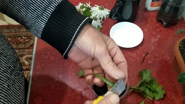 Черенкование хризантемы. смотреть онлайн