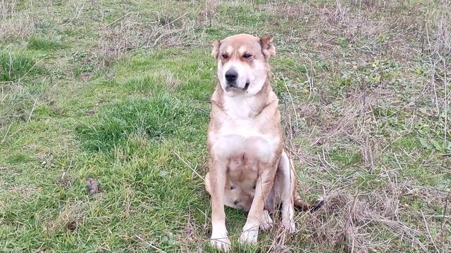 Собаки злые цепи Китайские . Волкодав Аня. Питомник Волкодавы 05. смотреть онлайн