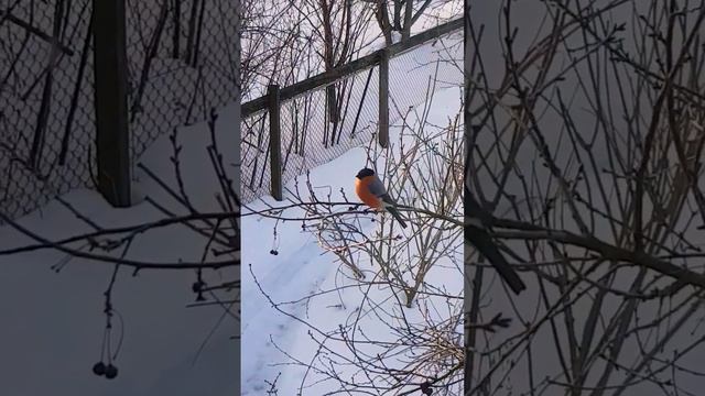 Серенада весне 🌷 #music #piano #violin #howtoplaypiano #pianomusic #музыка #relaxingmusic #song смотреть онлайн