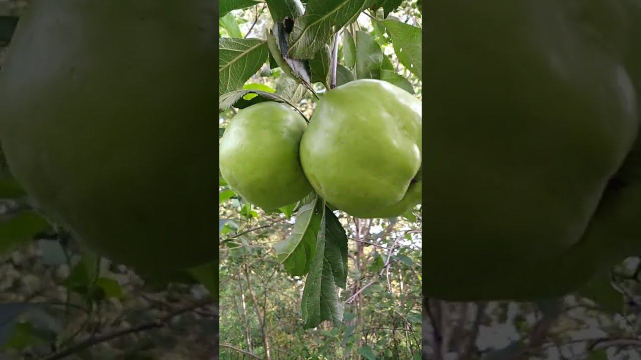 Брат Чудного- один из лучших крупноплодных сортов яблонь для Сибири. смотреть онлайн