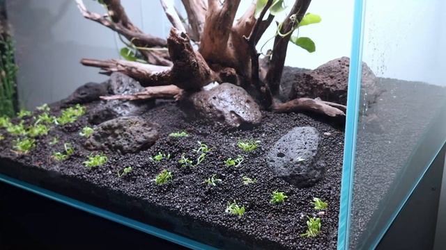 Hydrocotyle Jungle | Step-by-Step Hi-Tech Aquascape Tutorial | Inspired By ADA смотреть онлайн