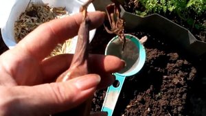 Сажаем Безвременник .  Осенью начнётся главное  шоу .