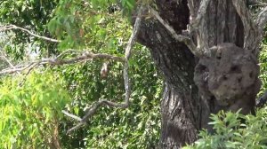 Kookaburras making a nest and nurturing their babies