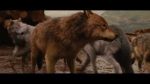 Джейкоб уходит из стаи / Сумерки. Сага: Рассвет — Часть 1