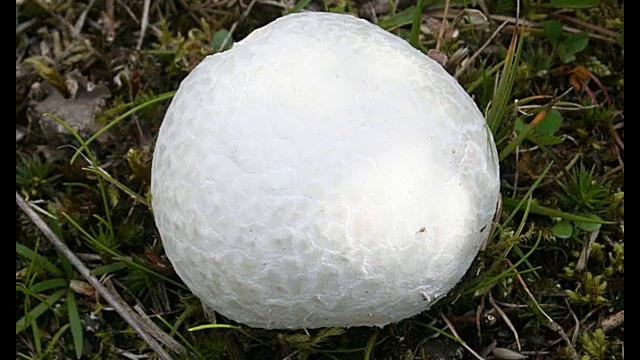 Calvatia gigantea