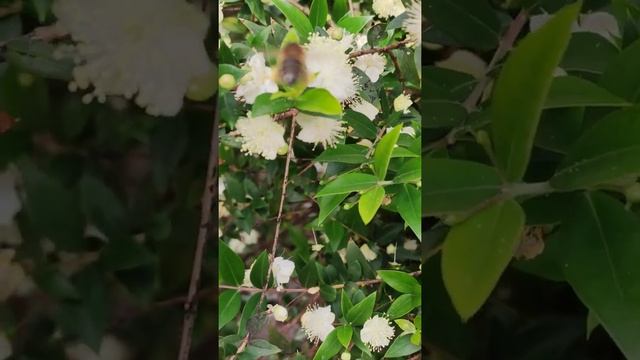 Flora for Honeybees: Myrtle (Myrtus communis)